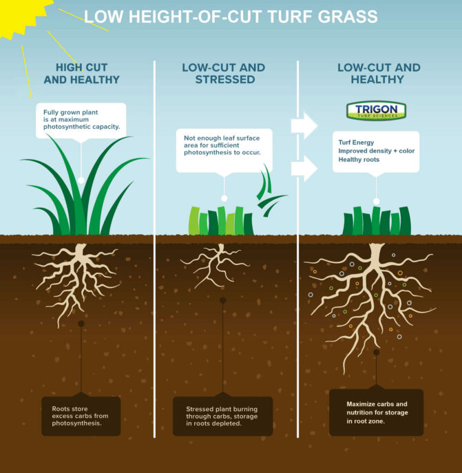 Low Height of Cut Turf Grass